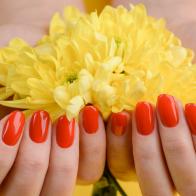 Red nails and yellow gerberas. Beautiful composition of vivid colors. Groomed and healthy woman's hands.