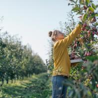 Natur, Land, Frische, Ernte, ernten, Essen, NRW, Deutschland, Landwirtschaft, w22