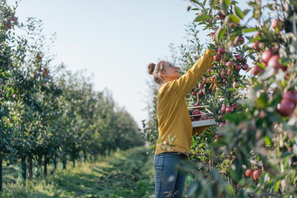 Some Of Our Favorite Pick-It-Yourself Apple Orchards
