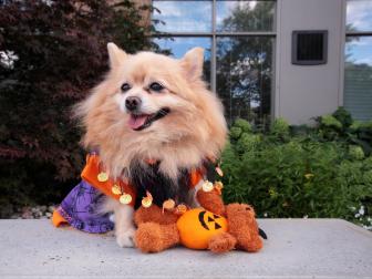 Dog in Halloween costume waiting for trick or treat.
