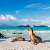 Galapagos sea lions (Zalophus wollebaeki) are sunbathing in the last sunlight at the beach of Espanola island, Galapagos Islands in the Pacific Ocean. This species of sea lion is endemic at the Galapagos islands; In the background one of the typical tourist yachts is visible. Wildlife shot.