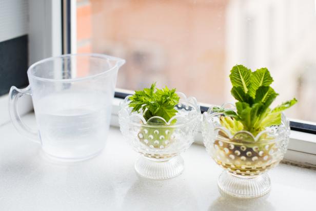 Regrowing vegetables and greens. Growing celery and lettuce on a windowsill at home.