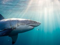 Underwater view of Great White Shark (Carcharodon Carcharias), North Neptune Island, South Australia