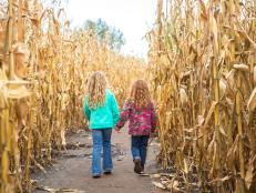 Rear view of two young girls (sisters) walking through a corn maze on a sunny autumn day. The older sister has curly blonde hair, and the younger sister has curly red hair. They are holding hands as they try to find their way through the maze. Both girls are wearing fleece jackets and denim blue jeans on this cool day in Minnesota, USA.