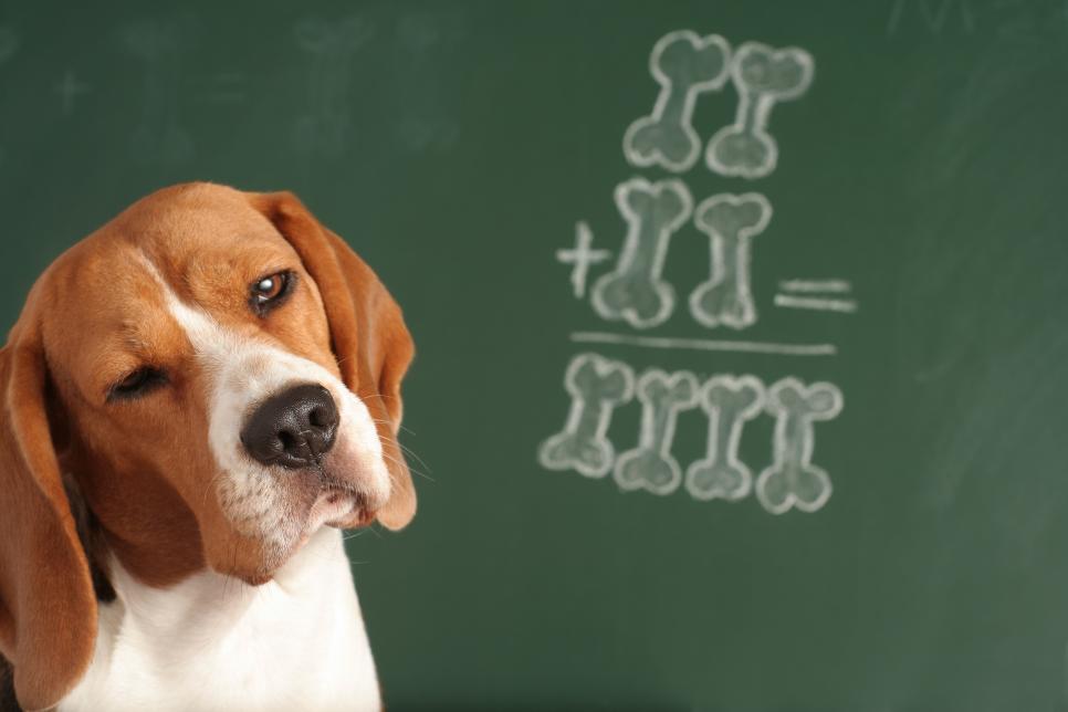 10 Products for Your Dog's Education