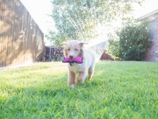 Active young adorable dog fetches a toy while playing in the backyard of a home. A sprinkler is in the background.