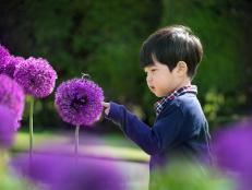 Asian toddler boy curiously, looking at a bee on flower. Summer time garden background.