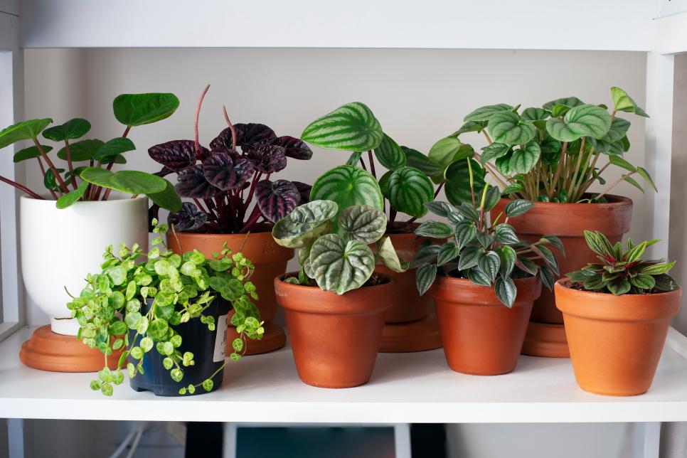 You Don’t Need a Green Thumb to Have Greenery in Your Home