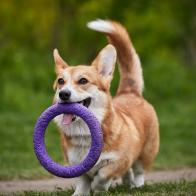 Happy Welsh Corgi Pembroke dog playing with puller in the spring park