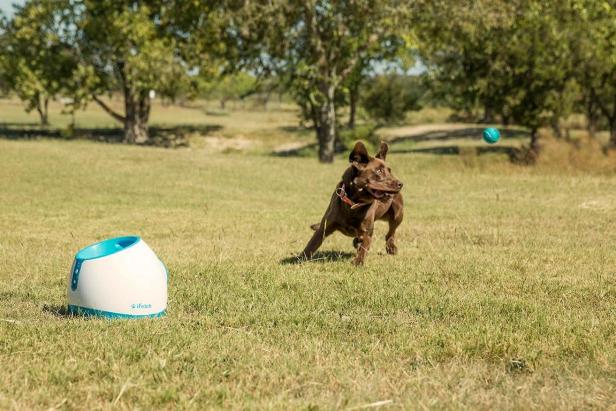 Keep Your Dog Active With This Must-Have Fitness Gear