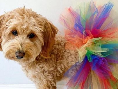 This Is the Cutest Pride Pet Gear You Ever Did See