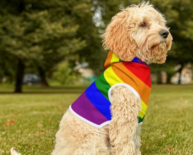 Pride gear cheap for dogs