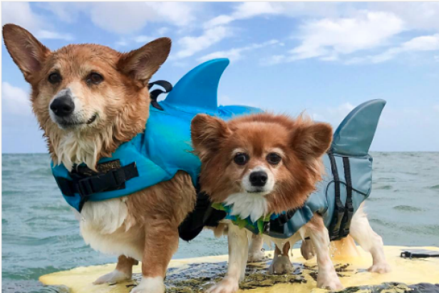 These Dogs Dressed Up for Shark Week Are Too Cute | Stuff We Love ...