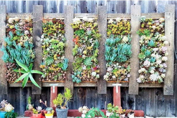 terrarium succulents Open Succulent terrarium - DIY kit