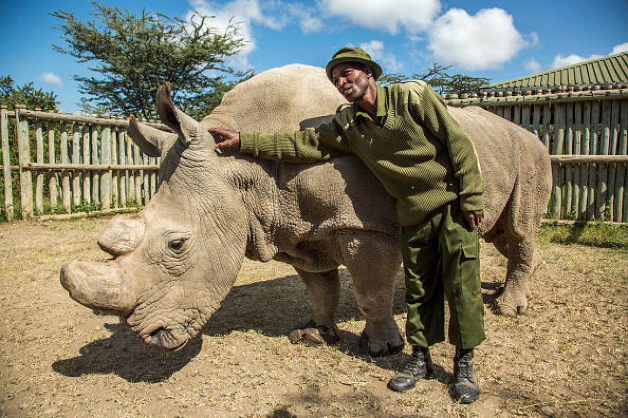Самое историческое животное. Самый большой носорог в мире. Носорог рядом с человеком. Человек верхом на носороге.