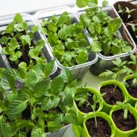 Top view of the many pots with seedlings of vagetables, indoor